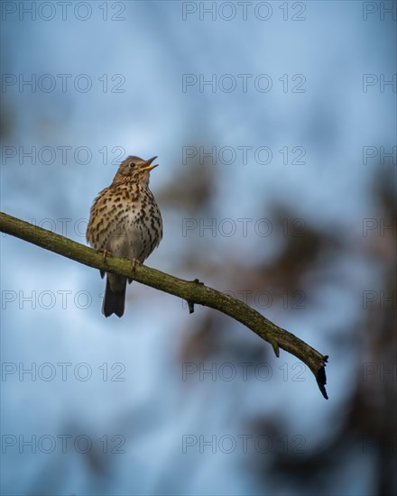 Song Thrush