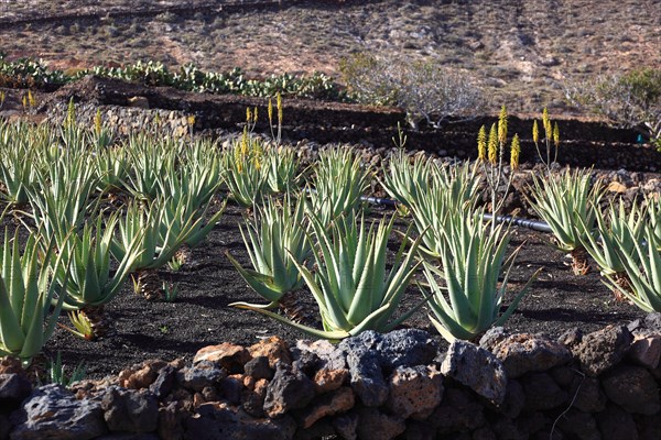 Aloe Vera Plantation at Orzola