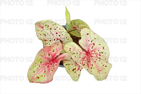 Top view of exotic 'Caladium Miss Muffet' houseplant with pink and green leaves with red dots isolated on white background