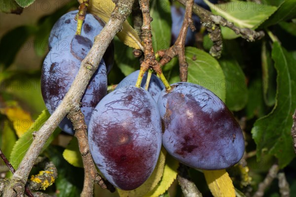 Plums on a branch with some blue fruits and green leaves