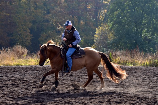 American Quarter Horse stallion training in canter