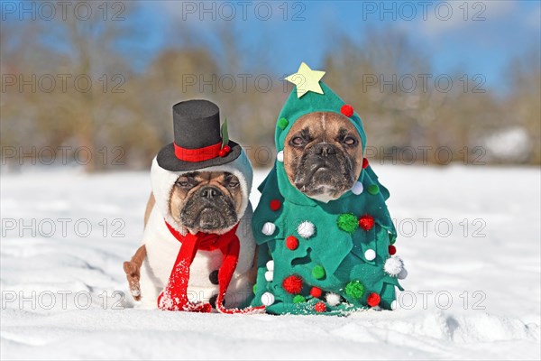 Dogs in Christmas costumes. Two French Bulldogs dresses up as funny Christmas tree and snowman in snow