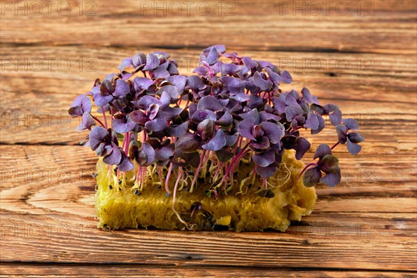 Fresh microgreens. Sprouts of purple basil on wooden background