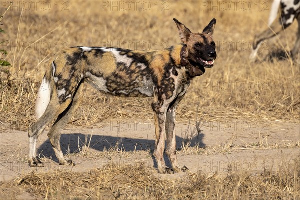 African wild dog