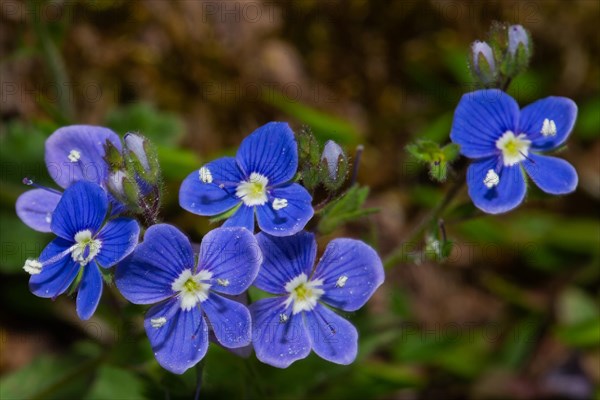 Gamander Speedwell some open blue flowers