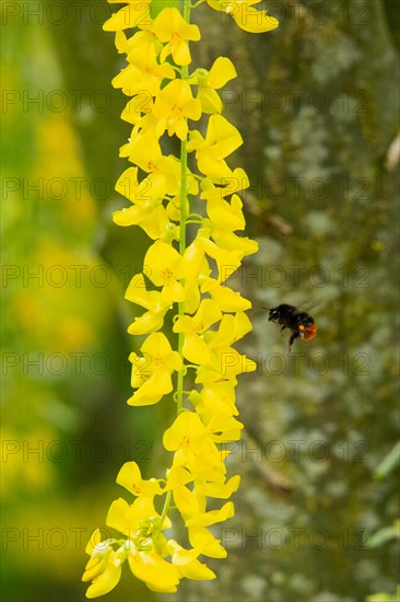 Stone bumblebee next to yellow flower panicle flying left sighted