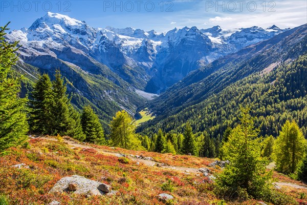 Panorama of the valley with Ortler 3905m and Trafoier ice wall 3565m in early autumn