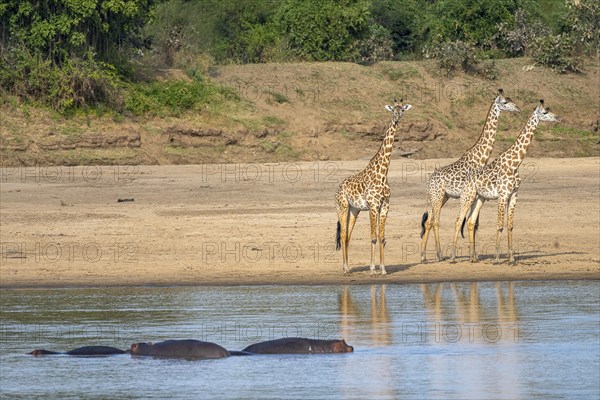 Rhodesian giraffe