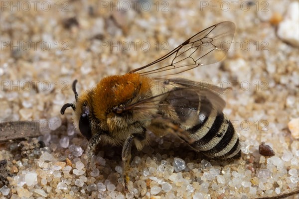 Felt-banded silky bee with open wings sitting on sandy ground looking left