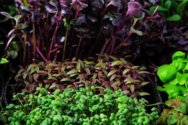 Fresh microgreens in plastic basket