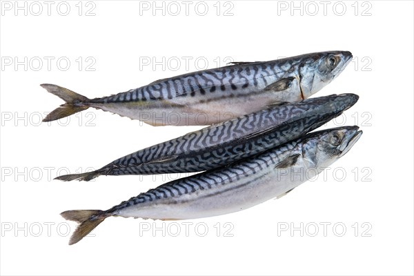 Top view of frozen mackerel isolated on white background