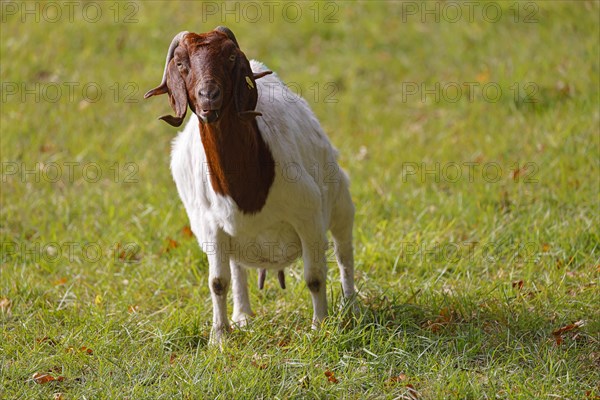 Boer domestic goat