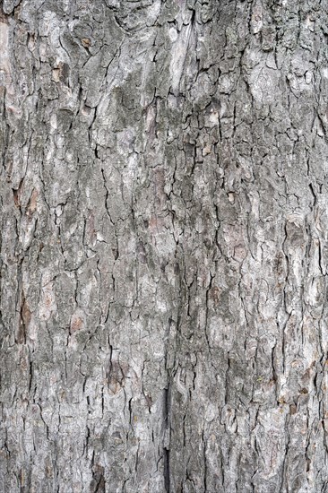 Bark of a sweet chestnut tree