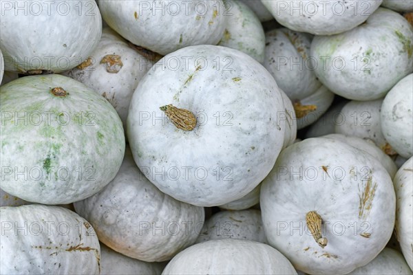 White Japanese Hokkaido Kabocha squashes