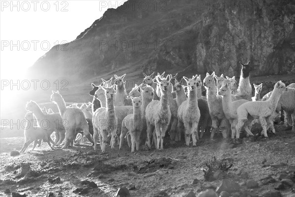 Group of alpacas