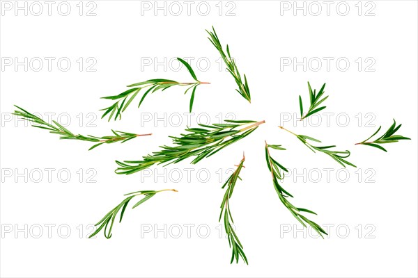 Vibrant rosemary sprigs are scattered on a white background