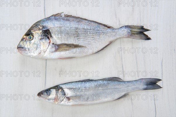 Raw dorada and seabass fish on white wooden table