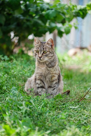 Mongrel cat sitting on grass and watching for target