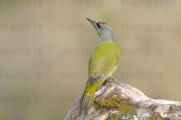 Grey-headed woodpecker