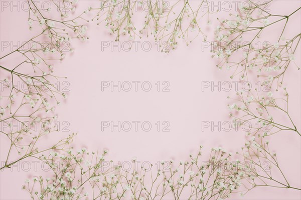 Frame made with gypsophila baby s breath flowers pink background