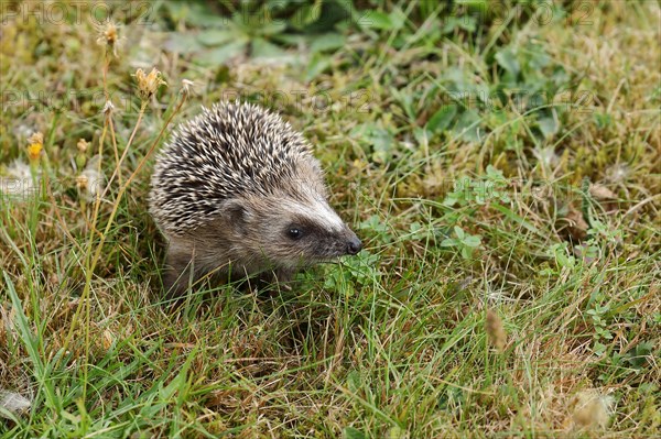 European hedgehog