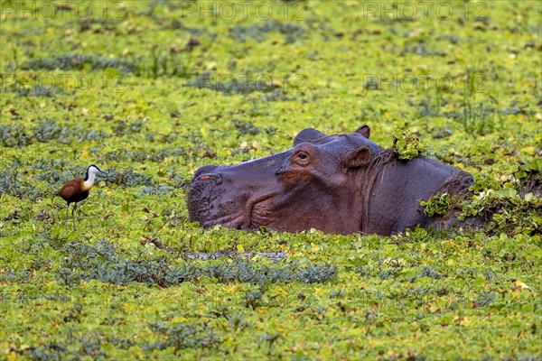 Hippopotamus