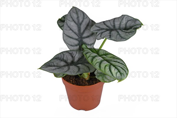 Tropical 'Alocasia Baginda Silver Dragon' houseplant in pot on white background