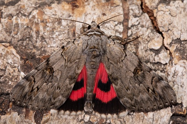 Rosy Underwing Moth with open wings sitting on tree trunk from behind