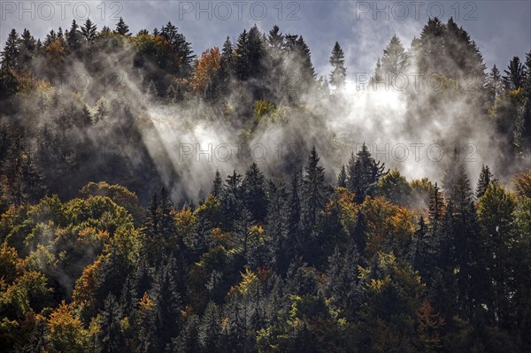 Morning mist in autumn forest