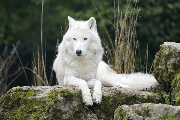 Arctic wolf