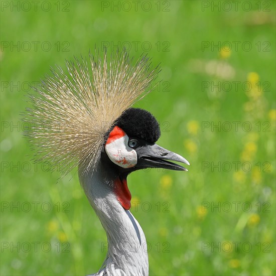 Black crowned crane