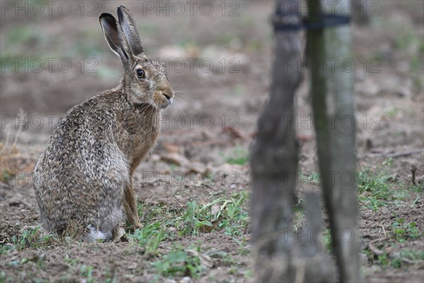 European hare