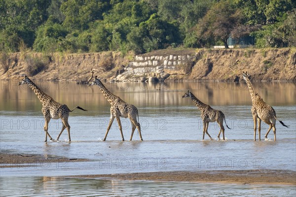 Rhodesian giraffe