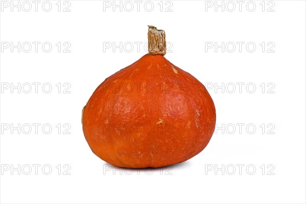 Single red Hokkaido Kuri squash on white background