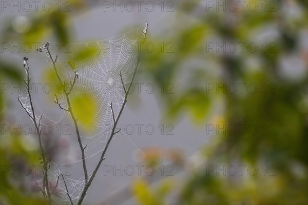 Web of a cross spider