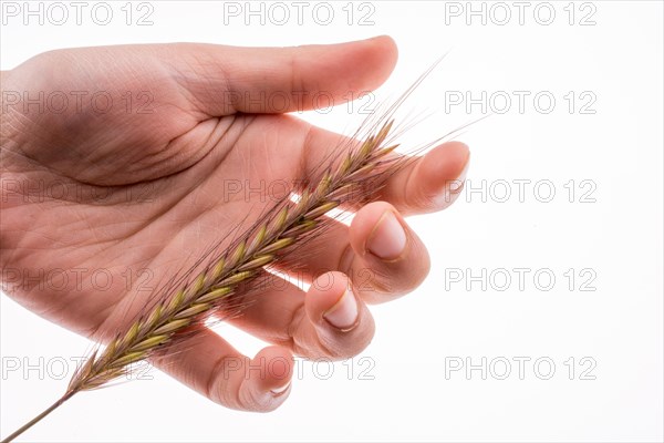 Hand holding a wheat on a white background