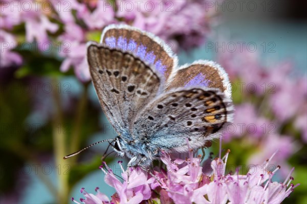 Silver-studded blue