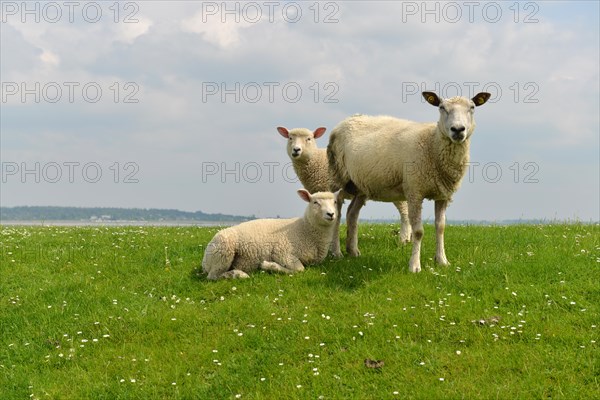 Domestic sheep