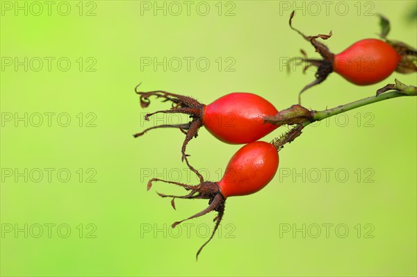 Ripe rosehips of the dog rose