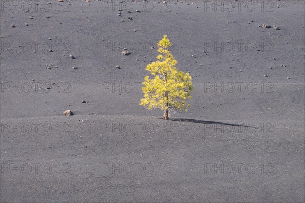 Canary Island Pine