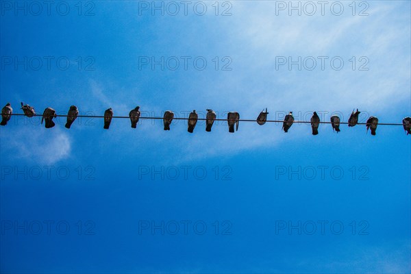 Pigeon birds perched on wire with blue sky background