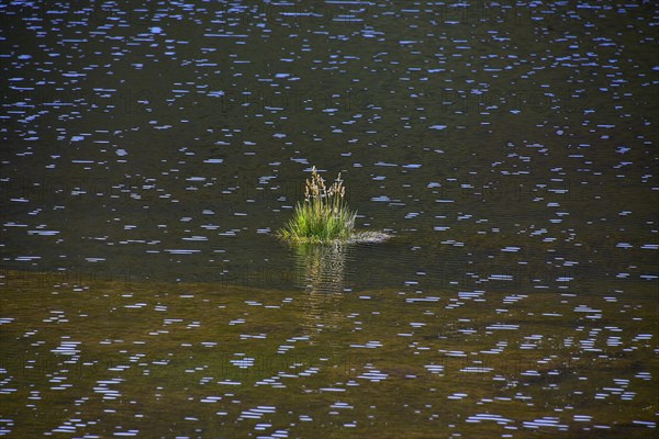 Tufts of grass in the water of a sparkling lake