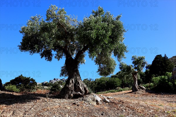 Old olive tree in the south of the island