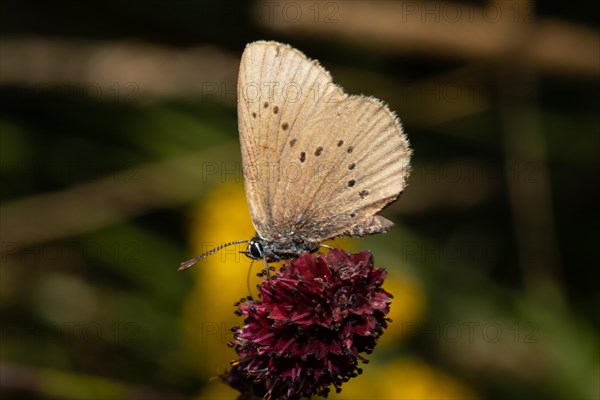 Dark meadow-headed ant-blue butterfly sitting on purple flower seen left