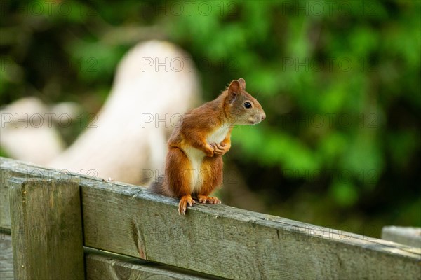 Squirrel sitting on back of wooden bench seen from front right