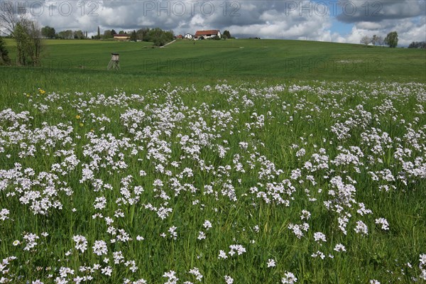 Cuckoo flower