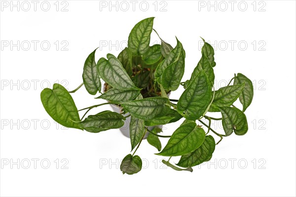 Potted tropical 'Monstera Siltepecana' houseplant on white background