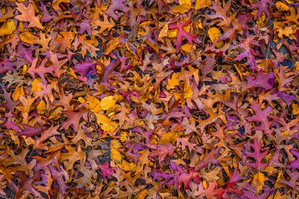 The colourful leaves of a pin oak