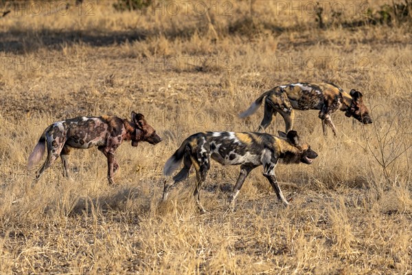 African wild dog