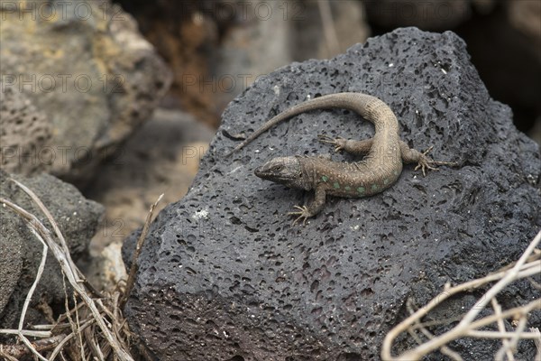 Atlantic lizard